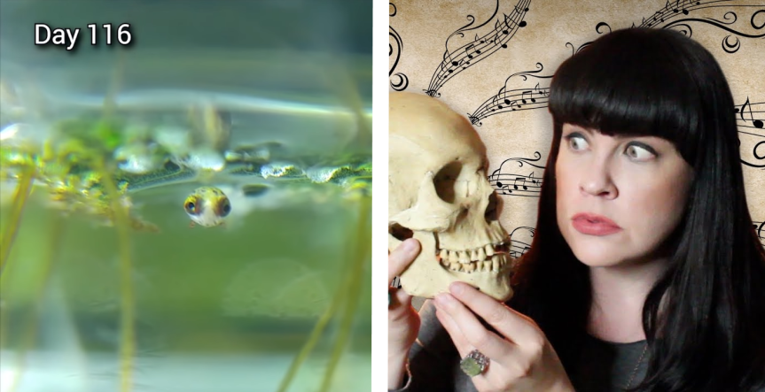 Fishgazing and Death Positivity || Donuts &&nbsp;Broccoli